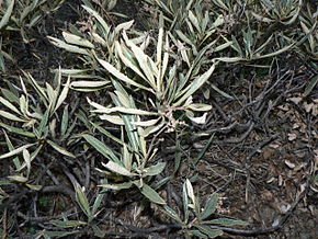 Afbeeldingsbeschrijving Eriodictyon californicum 00096.JPG.