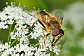 Eristalis tenax