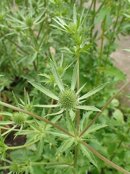 File:Eryngium planum kz04.jpg