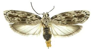 <i>Ethmia baliostola</i> Species of moth