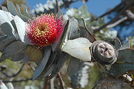 het dorpsembleem, de Eucalyptus rhodantha