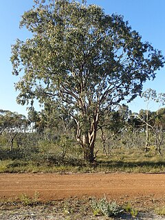 <i>Eucalyptus sheathiana</i> Species of plant