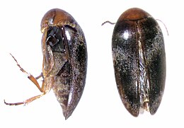 Eucinetus stewarti