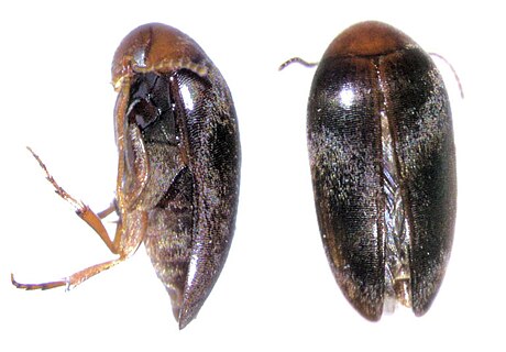 Eucinetidae