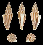 Eucithara funiculata (Corded Turrid), shell