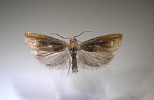 Eucosma flavispecula.jpg