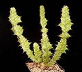 Euphorbia pseudocactus