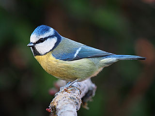 <span class="mw-page-title-main">Eurasian blue tit</span> Species of bird