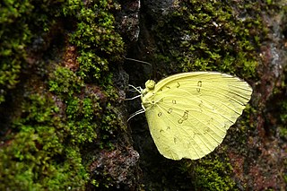 <i>Eurema blanda</i> Species of butterfly