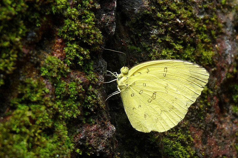 File:Eurema blanda-Nayikayam Thattu-2014-12-08-001.jpg