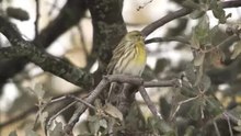 Datei: Europäischer Kanarienvogel-4961617.webm