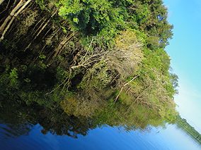 Exuberância amazônica.JPG