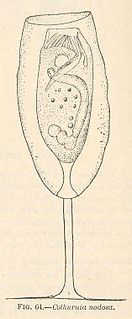 <i>Cothurnia</i> Genus of protozoans belonging to peritrich ciliates