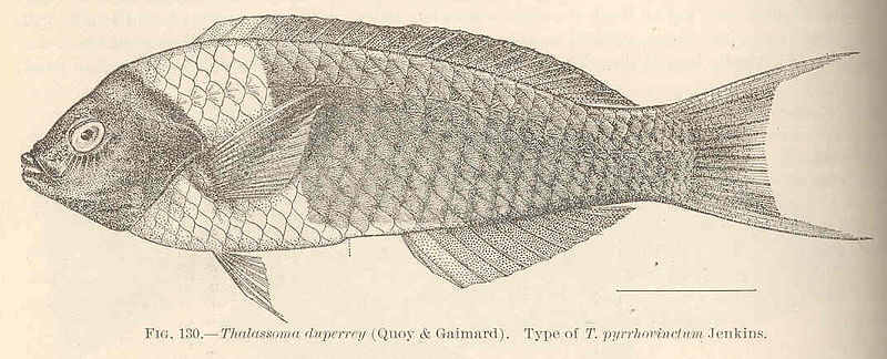 File:FMIB 42496 Thalassoma duperrey (Quoy & Gaimard) Type of T pyrrhovinctum Jenkins.jpeg