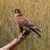 Falco berigora -Alice Springs, Territoire du Nord, Australie-8.jpg