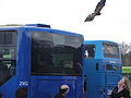 A falconry display taking place at Havenstreet railway station, Isle of Wight, for the Bustival 2012 event, held by Southern Vectis. The falconry display was put on by Haven Falconry who also attended the event allowing visitors to hold the birds.