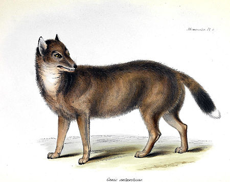 Falklandwolf Dusicyon culpaeus.jpg