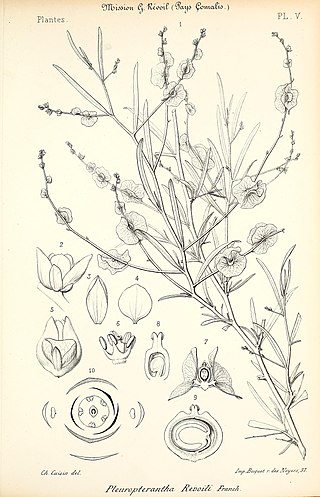 <i>Pleuropterantha</i> Genus of plants