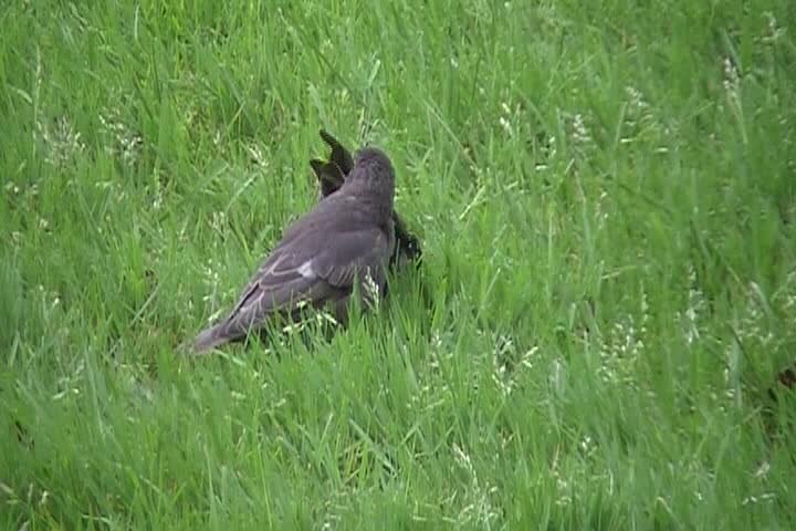 ملف:Feeding the young starlings.ogv