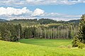 English: Meadow at a forest Deutsch: Wiese am Wald