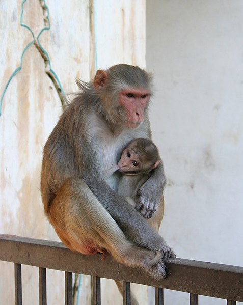 File:Female and juvenile rhesus macaque at Galtaji, Jaipur, Rajasthan.jpg