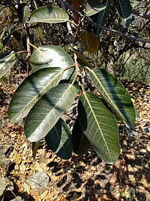 Ficus trigonata.jpg