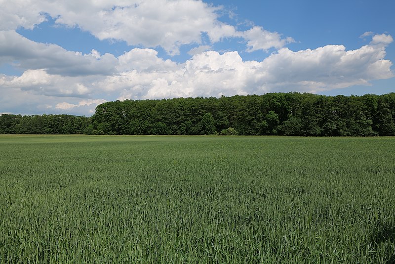 File:Field at Morgenstücke Werder 2022-05-25 19.jpg