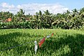 * Nomination Paddy fields in Ubud, Bali, Indonesia --Jakubhal 05:02, 22 February 2023 (UTC) * Promotion  Support Good quality. --Tournasol7 05:05, 22 February 2023 (UTC)