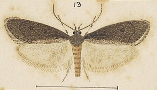 <i>Atomotricha ommatias</i> Species of moth endemic to New Zealand