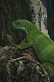 * Nomination: Fiji Banded Iguana at Toronto Zoo --Fabian Roudra Baroi 02:04, 29 July 2023 (UTC) * Review Good but underexposed --Poco a poco 09:34, 29 July 2023 (UTC)