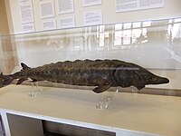 Fish, Worcester City Art Gallery & Museum, England - DSCF0738.JPG