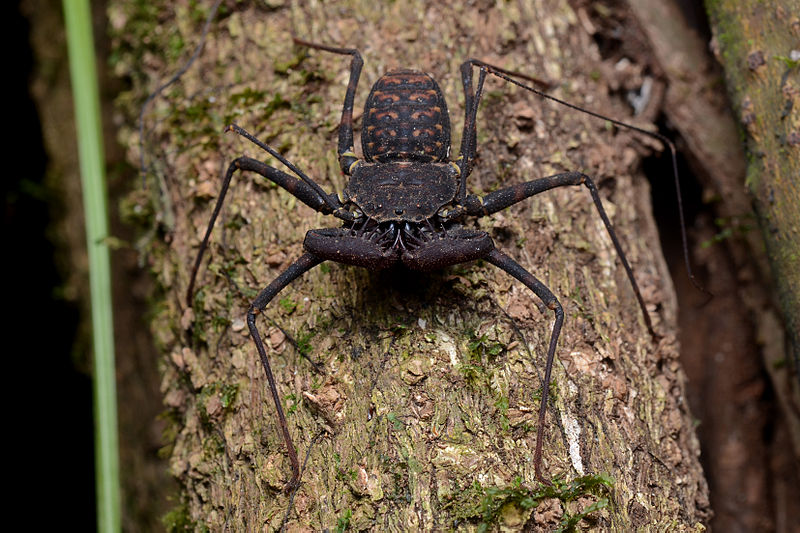 File:Flickr - ggallice - Tail-less whip scorpion.jpg