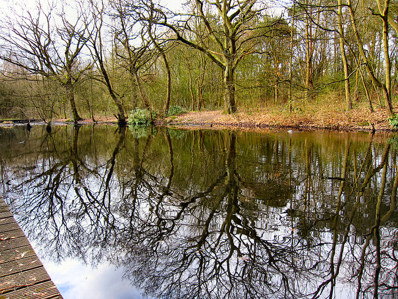 File:Flickr - ronsaunders47 - RISLEY REFLECTIONS. POND LIFE 3..jpg