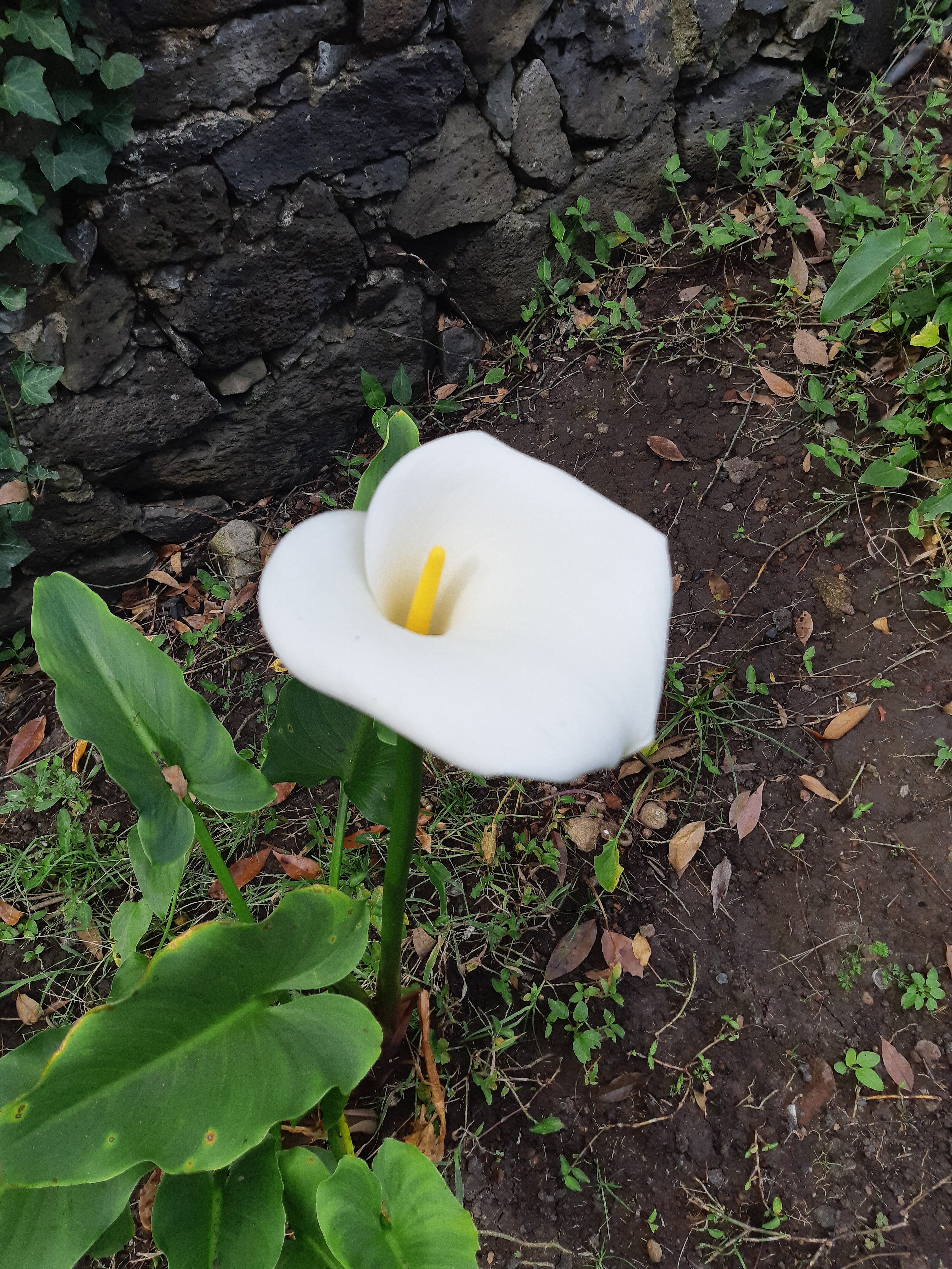 File:Flor alcatraz en Mé - Wikimedia Commons