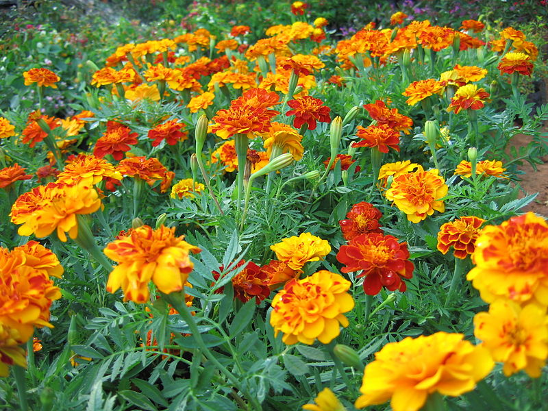 File:Flowers (194).jpg