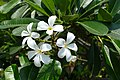 * Nomination Flowers on a plumeria bush in a hotel garden in Tamil Nadu --Kritzolina 15:18, 3 June 2023 (UTC) * Decline  Oppose Sorry, but too many blown-out areas. --LexKurochkin 07:40, 8 June 2023 (UTC)