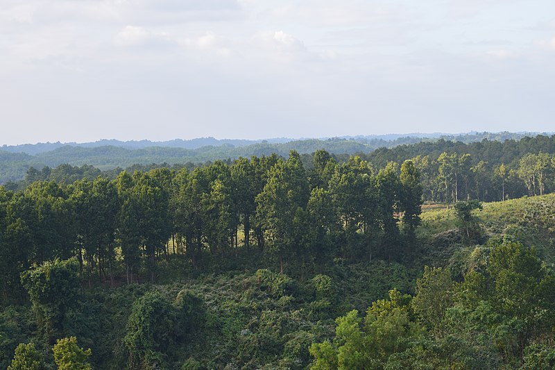 File:Forest Beauty.jpg