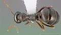 Formica microphthalma casent0005368 dorsal 1. jpg