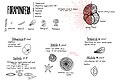 Fossil Foraminifera Groups