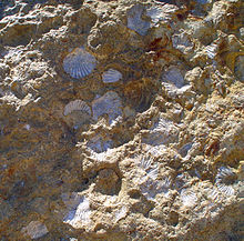 Fossilized sea shells in the sandstone at the summit of Mt. Diablo (about 3,800' MSL) Fossilized seashells at the summit of Mt. Diablo,CA.jpg