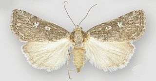 <i>Fotella</i> Genus of moths