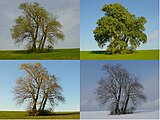 Montage of photographs in spring (top left), summer (top right), autumn (bottom left), and winter (bottom right) of Populus, or poplar tree Four Poplars in four seasons.JPG