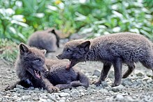 Pups of Arctic fox with summer morph Fox pups animals.jpg