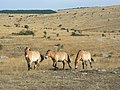 I Cévennes National Park er det ca. 30 Przewalski villhester som skal forsøkes tilbakeføres til Mongolia[3]