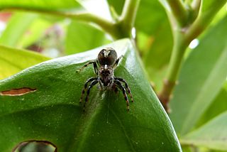 <i>Frigga</i> (spider) Genus of spiders