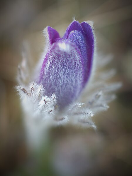 File:Frosty Pasque flower.jpg