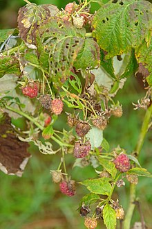 Fruit7 Raspberry karat Pucciniastrum americanum (5833074789).jpg