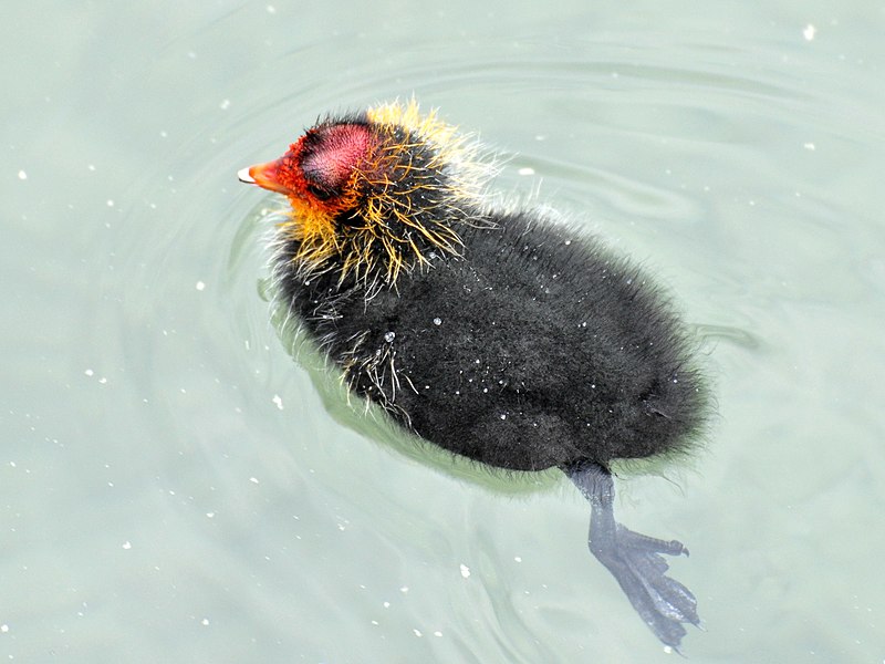 File:Fulica atra (Küken) - Obersee-Rapperswil-Holzbrücke 2011-05-12 16-22-06.jpg