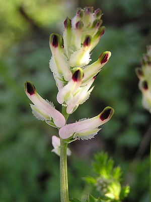 Inflorescence of a creeping earth smoke