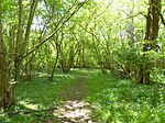 Fyning Moor